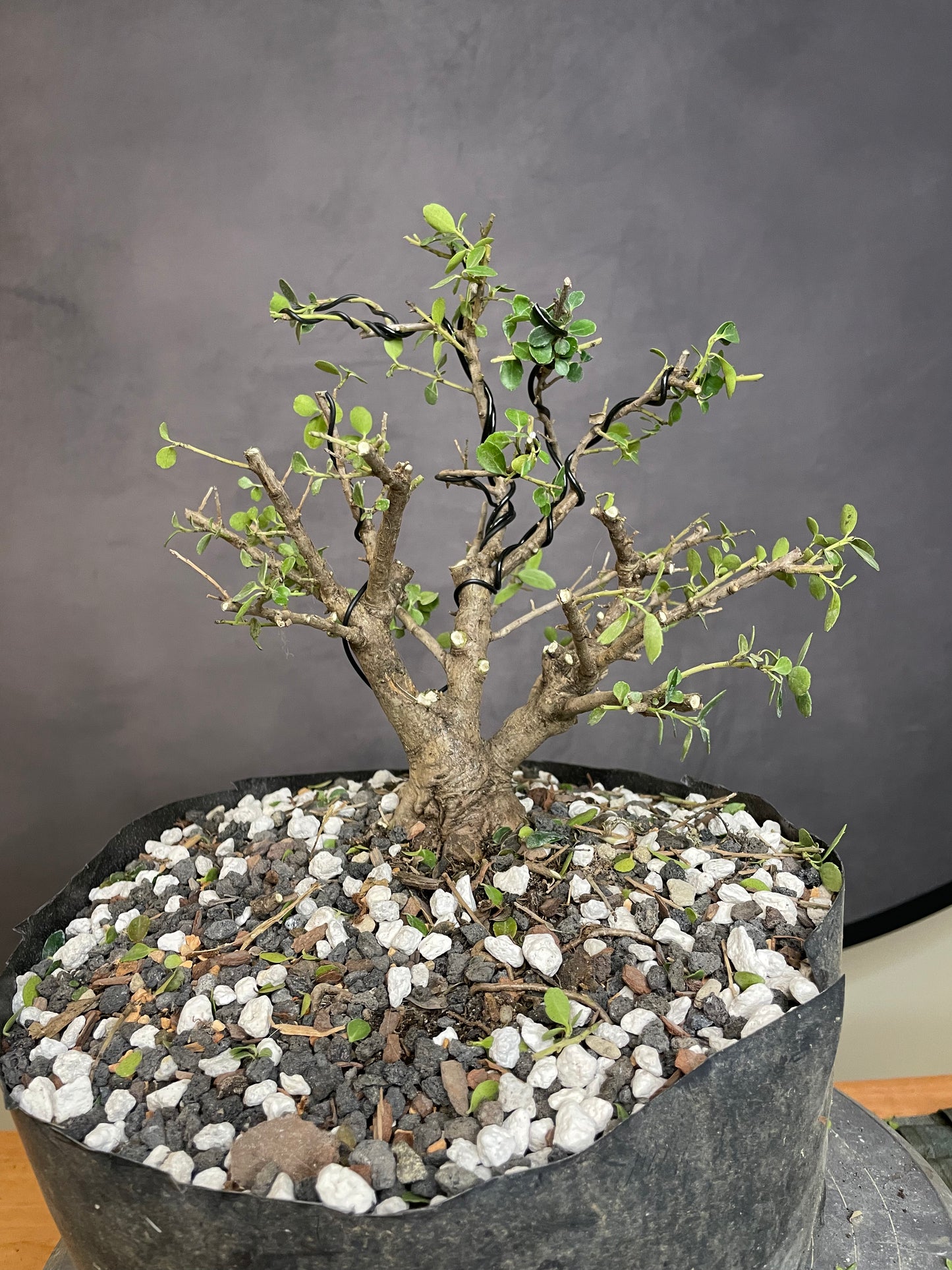 Ilex Shohin (Auction 53)