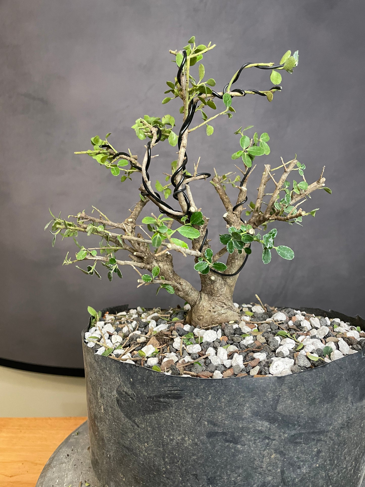 Ilex Shohin (Auction 53)