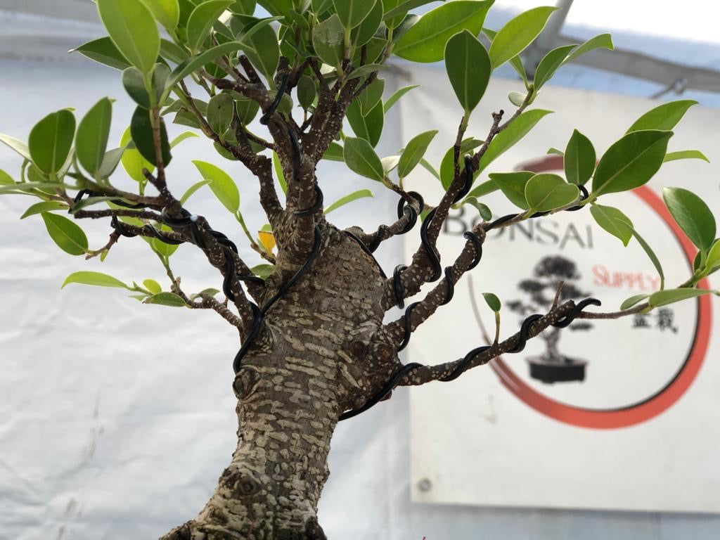 Ficus de corteza de tigre - Shohin (Subasta 2) CERRADO