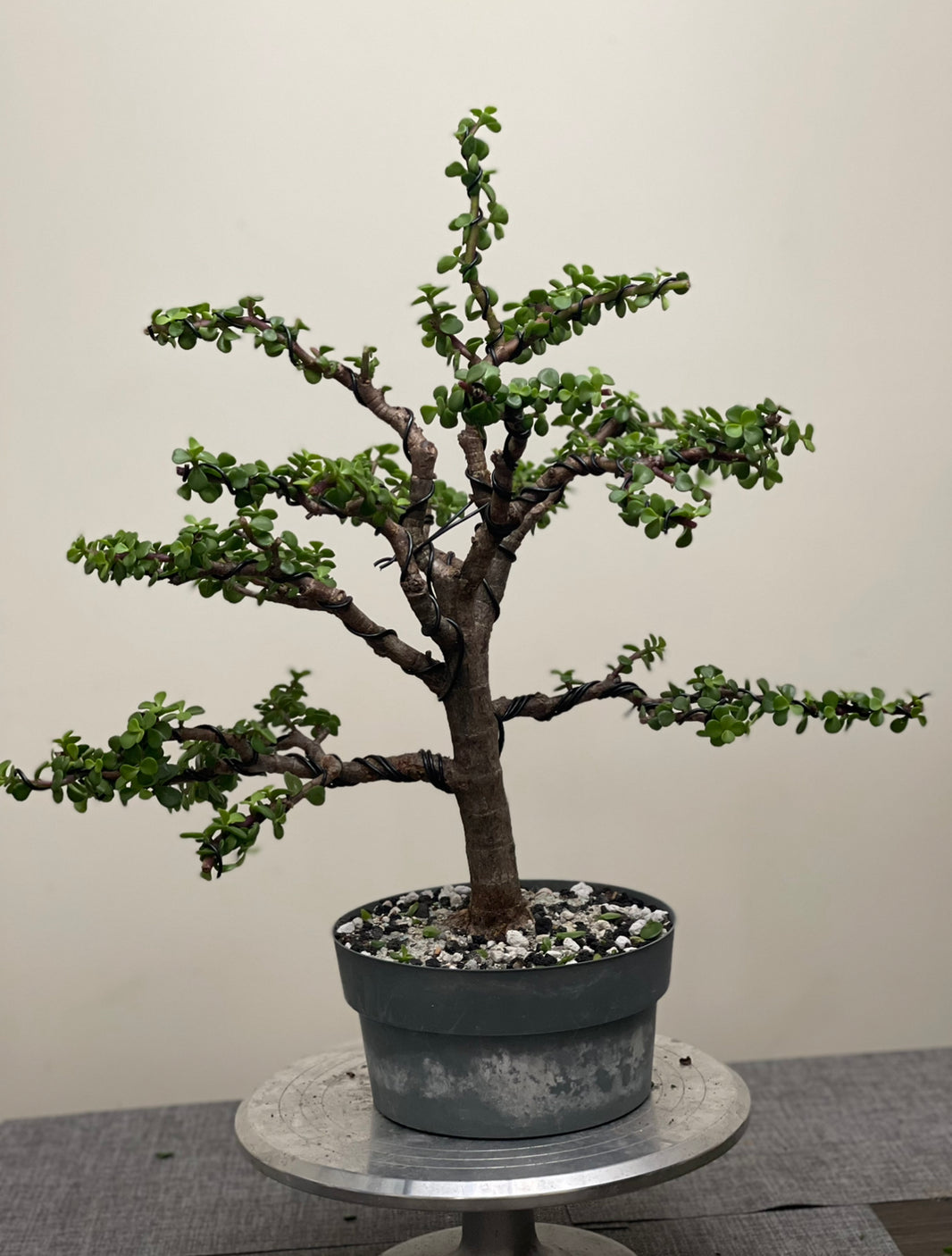 Demo Tree Auctions tagged "auction" Page 2 Bonsai Supply