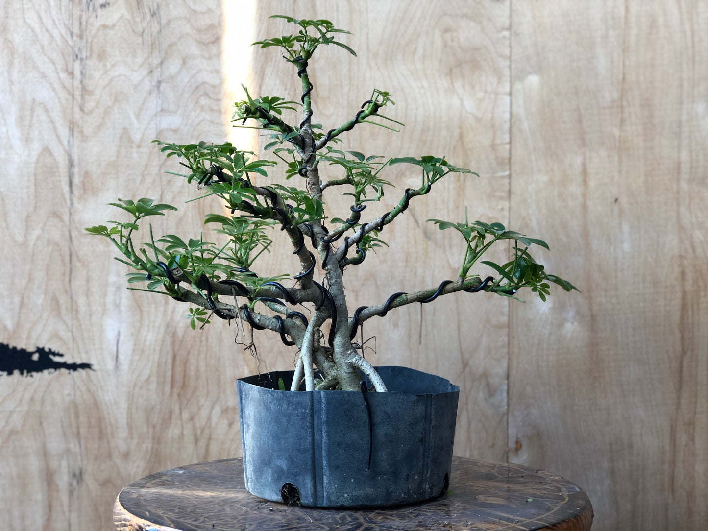 Schefflera -(Auction 5) CLOSED