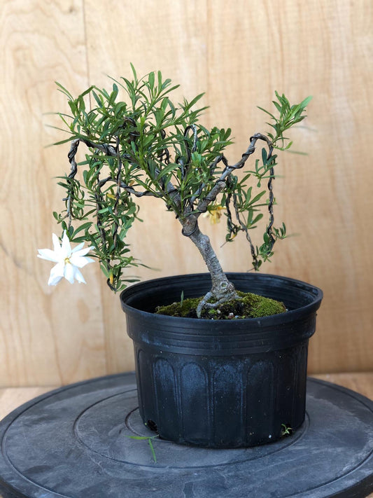 Gardenia enana (Subasta 8) - CERRADO