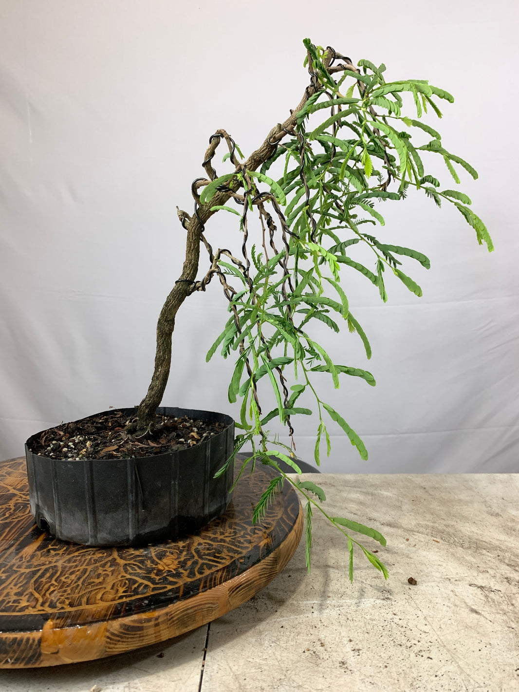 Demo Tree Auctions tagged "auction" Bonsai Supply