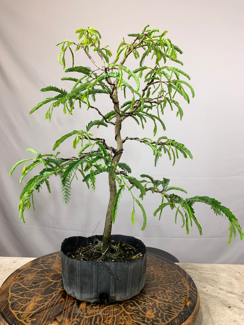 Demo Tree Auctions tagged "auction" Bonsai Supply