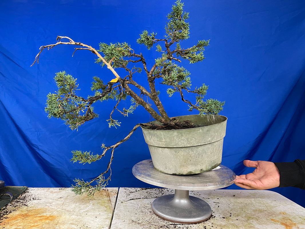 Demo Tree Auctions tagged "auction" Page 2 Bonsai Supply