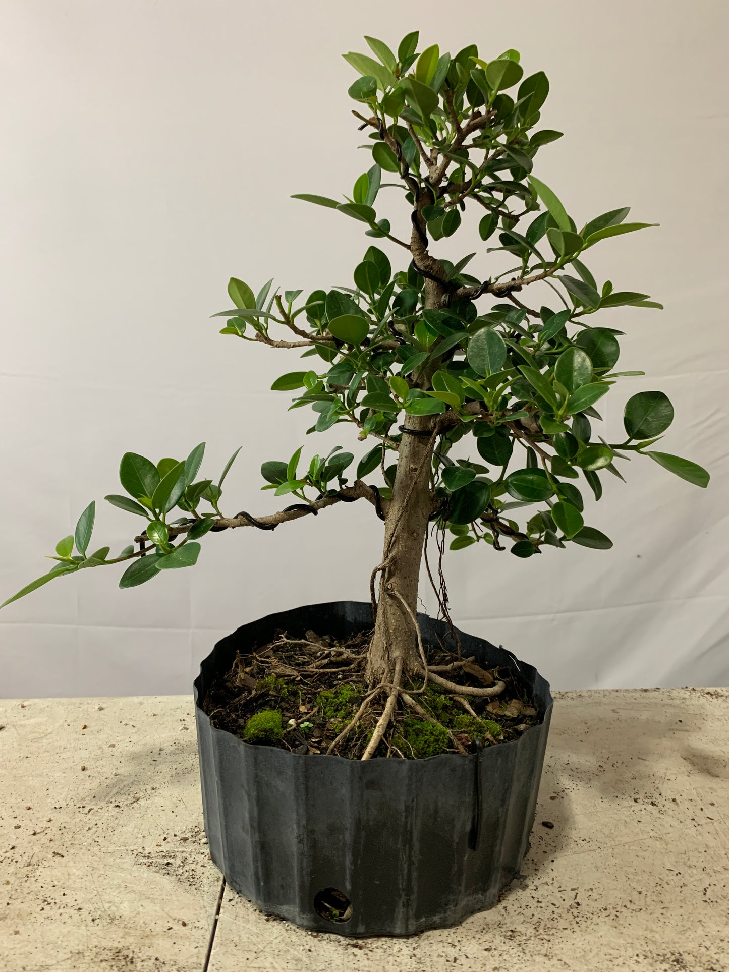 Green Mound Ficus (Auction 12)