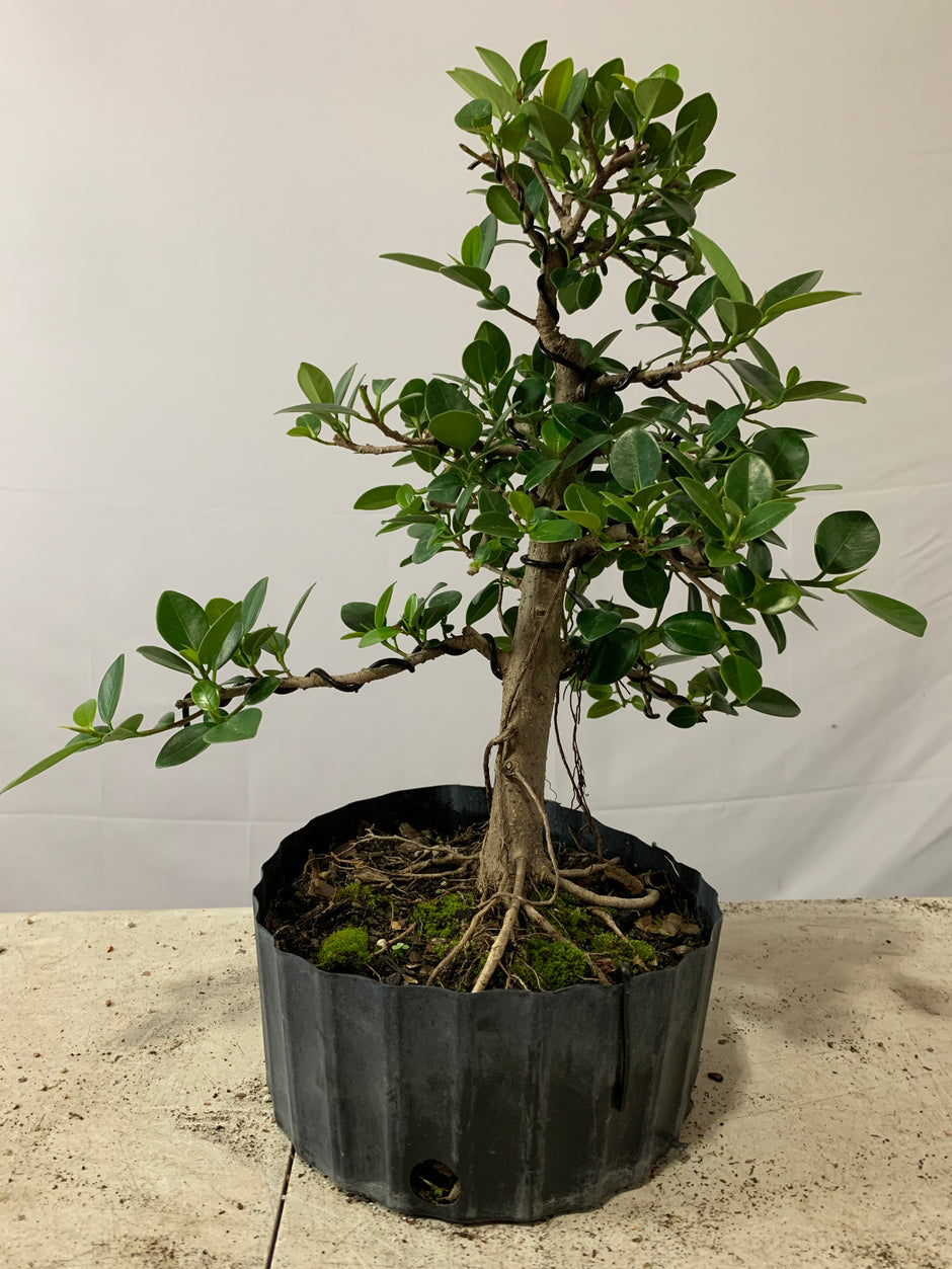 Demo Tree Auctions tagged "auction" Bonsai Supply