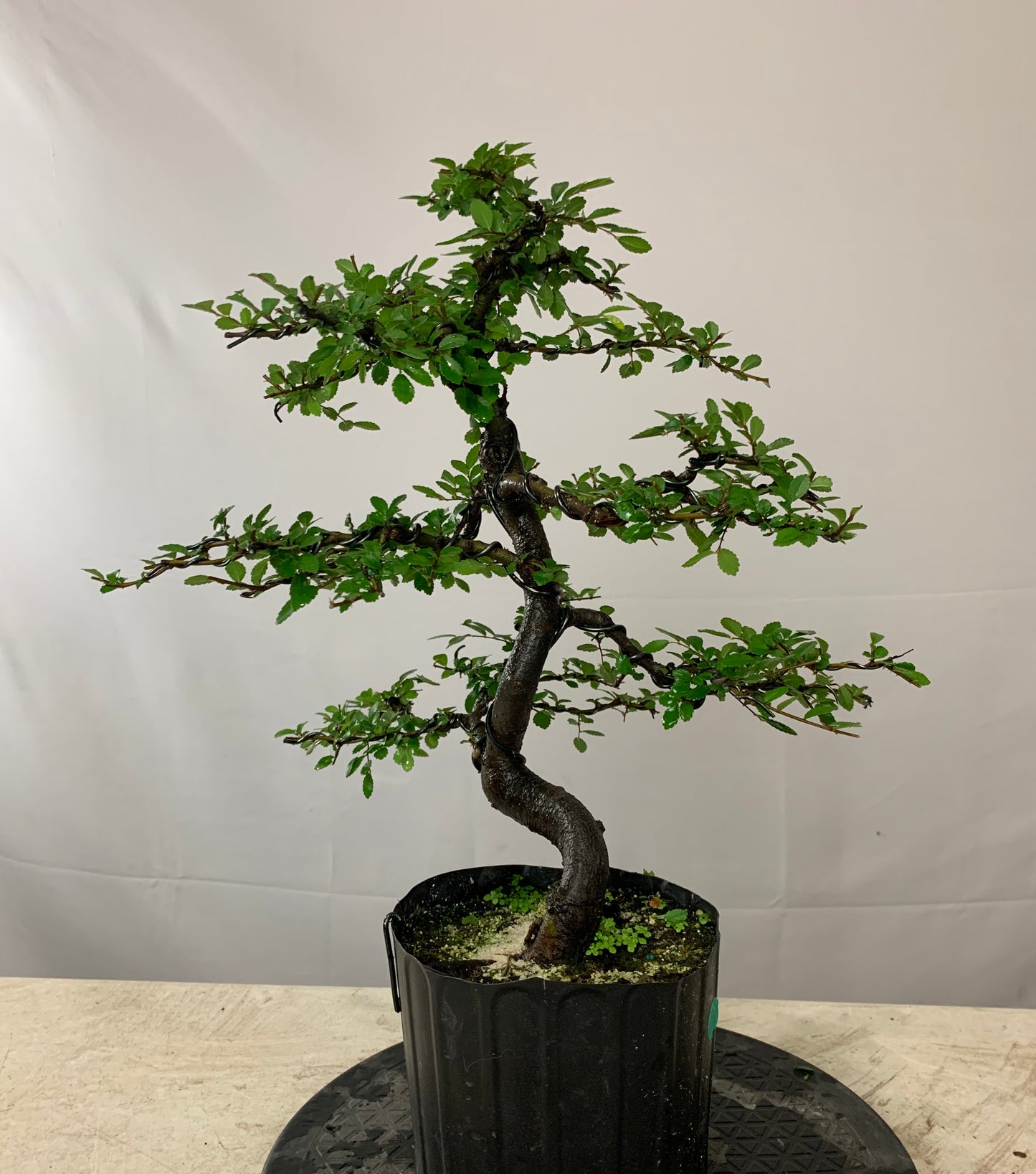 Chinese Elm (Auction 14)