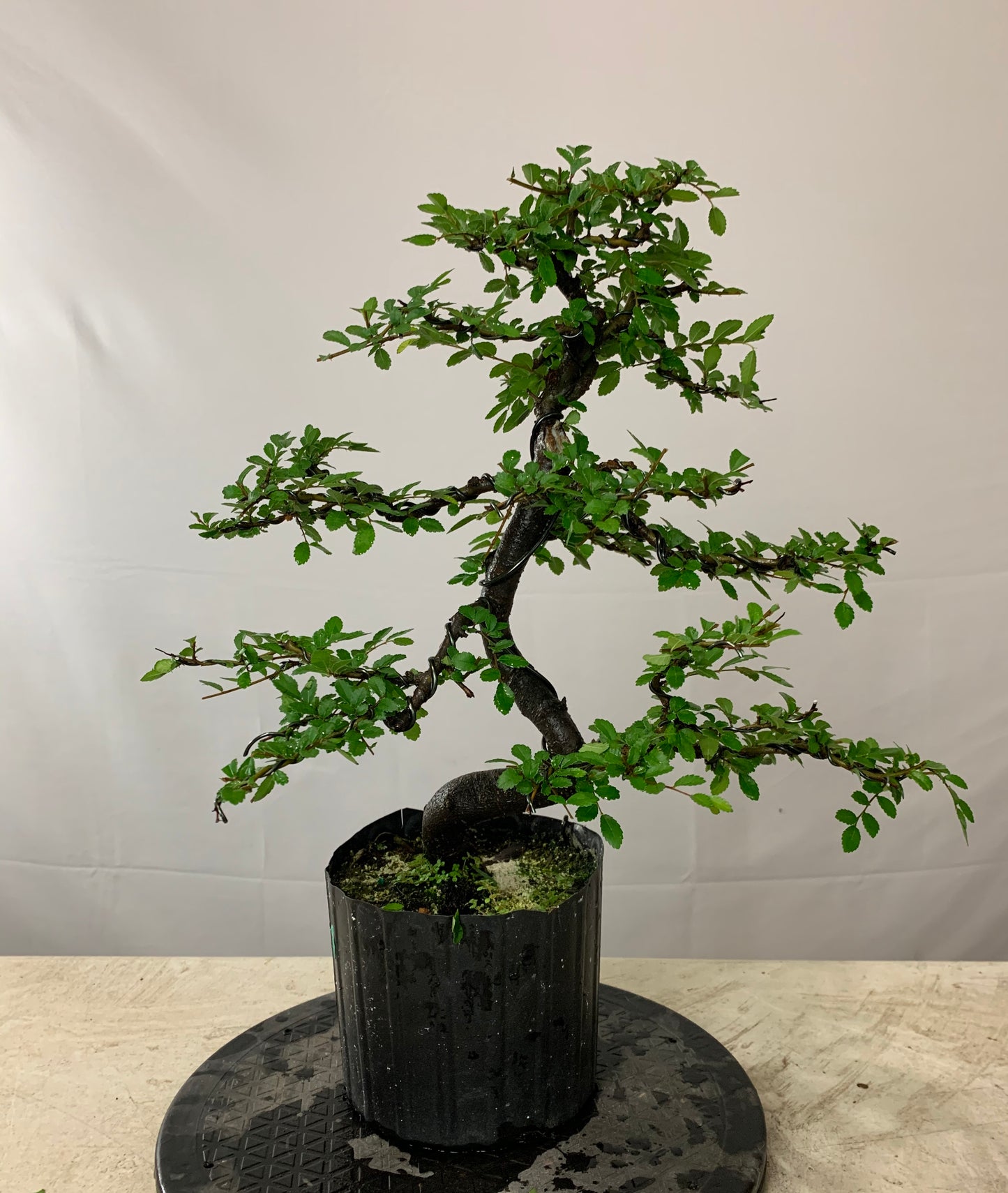 Chinese Elm (Auction 14)