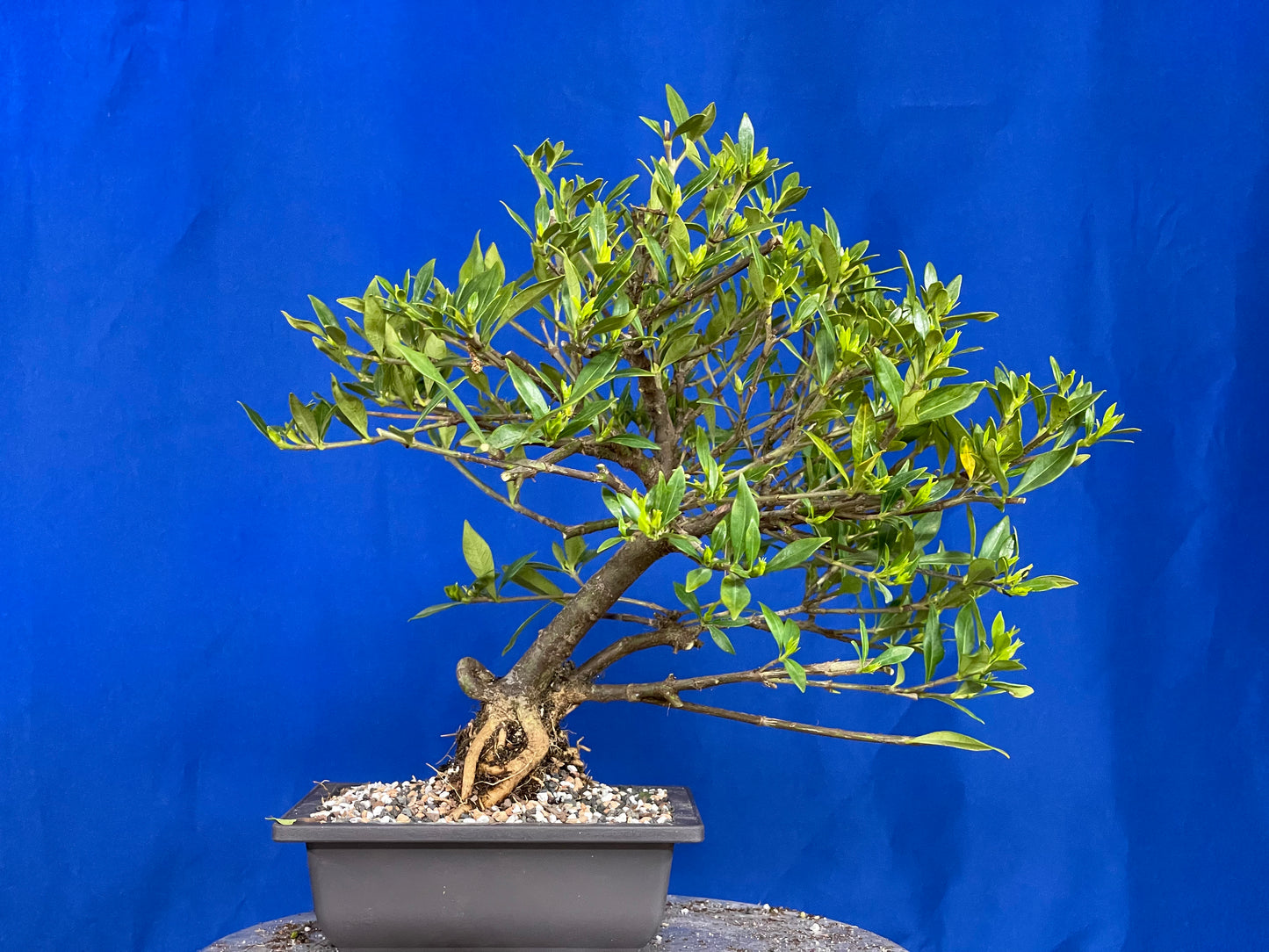 Gardenia enana Shohin (Subasta 36)