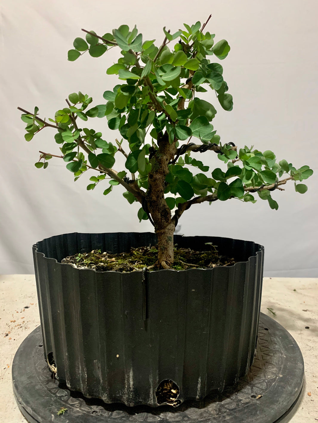 Demo Tree Auctions tagged "auction" Bonsai Supply