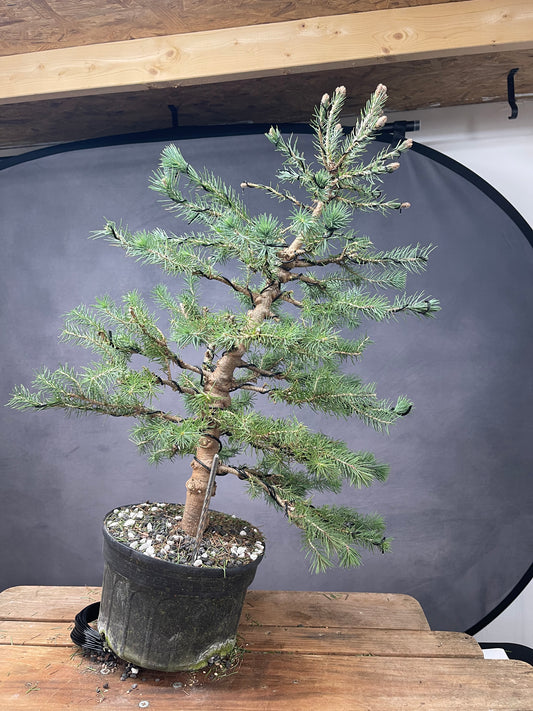 Stone Pine (Auction 43)
