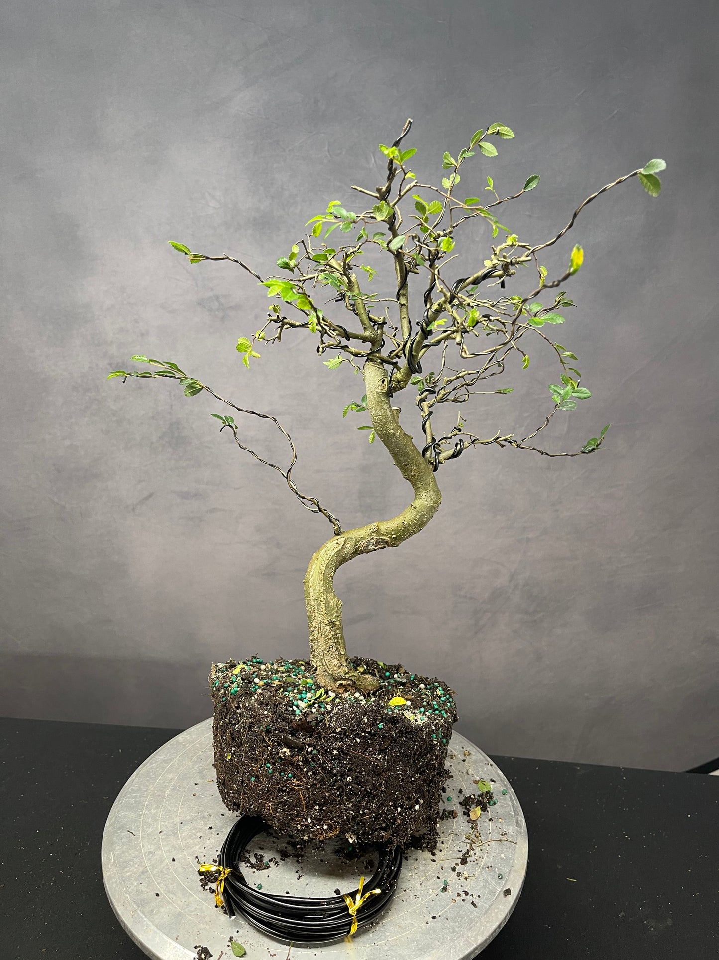 Elm + Bonus Tree (Auction 45)