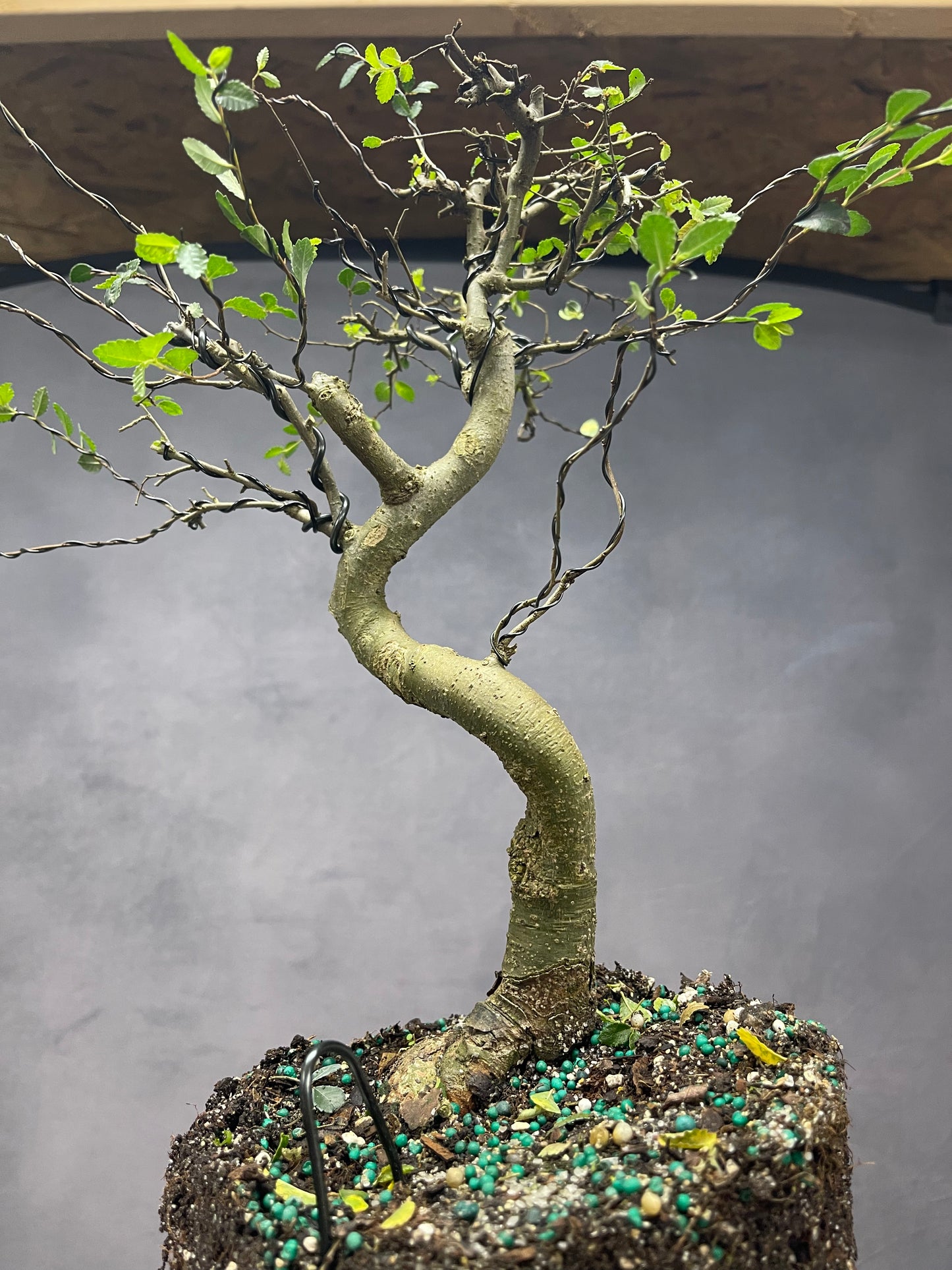 Elm + Bonus Tree (Auction 45)