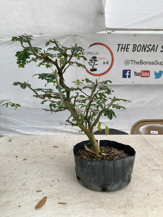 Brazilian Raintree Pre Bonsai