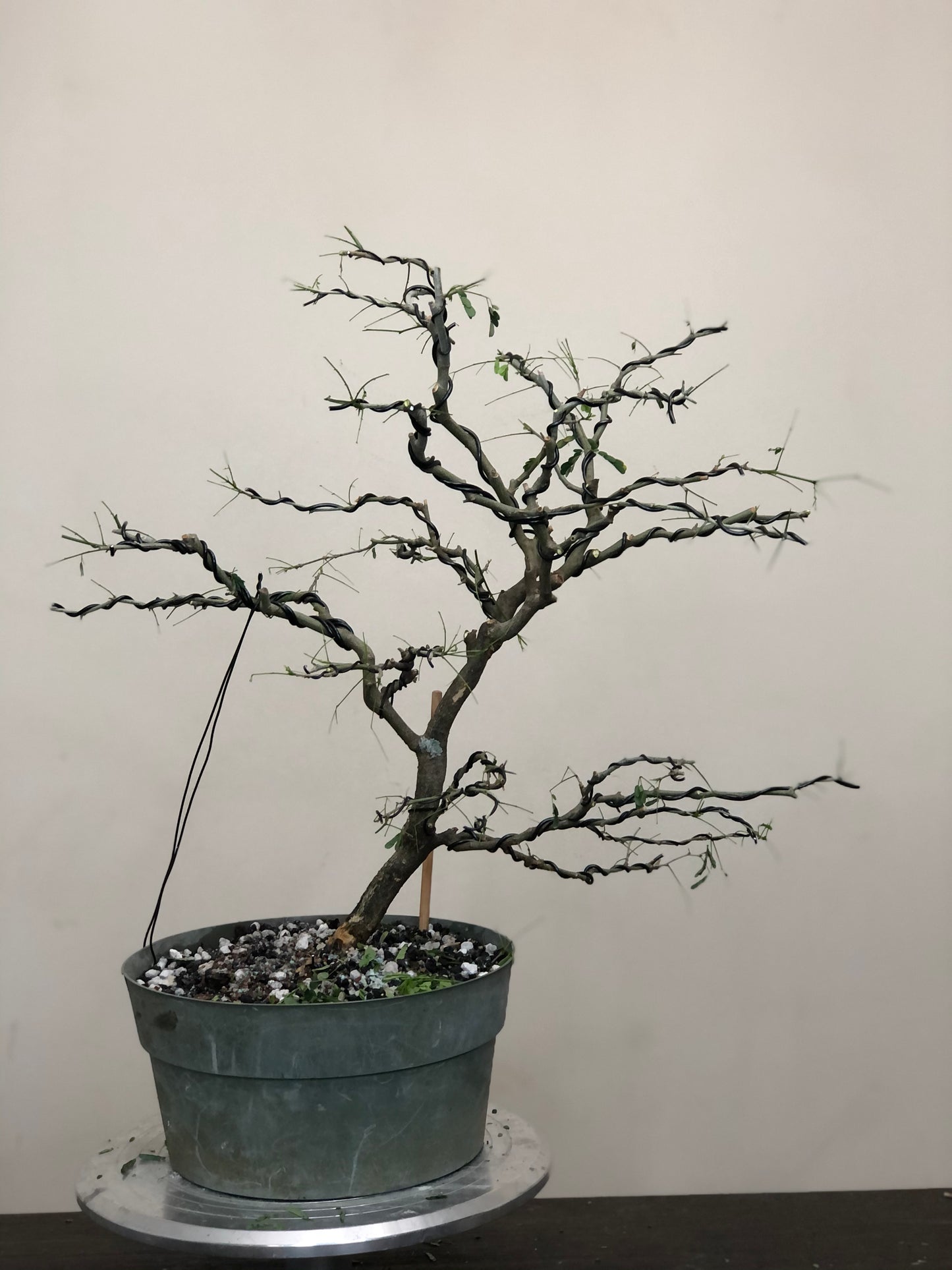 Brazilian Raintree (Auction 27)
