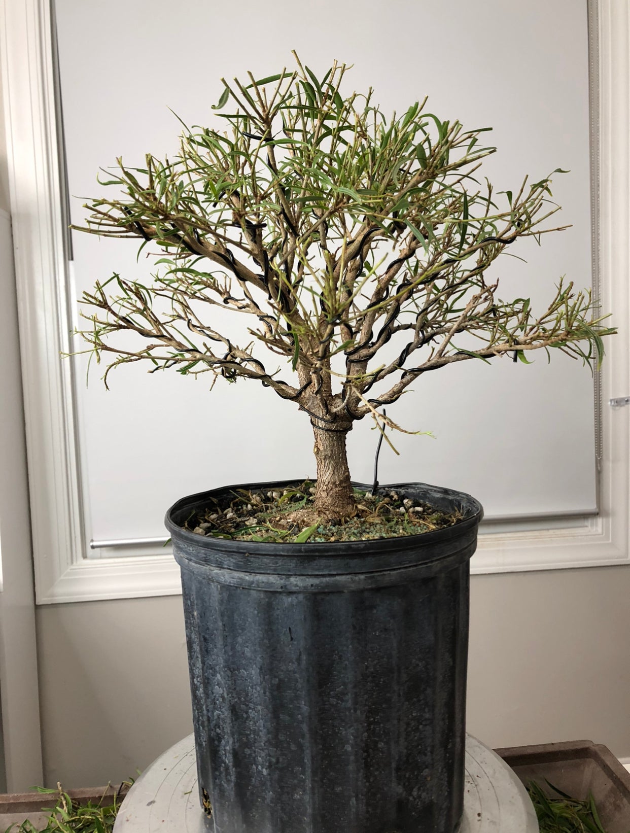 Ficus Nerifolia (Subasta 30)