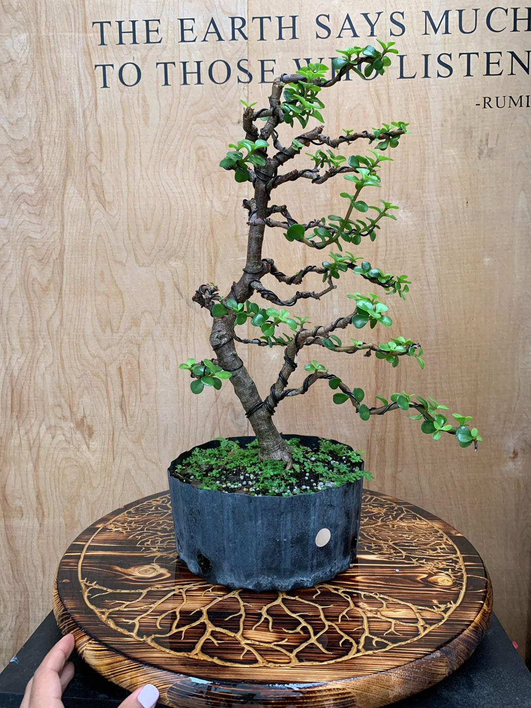 Demo Tree Auctions tagged "auction" Bonsai Supply