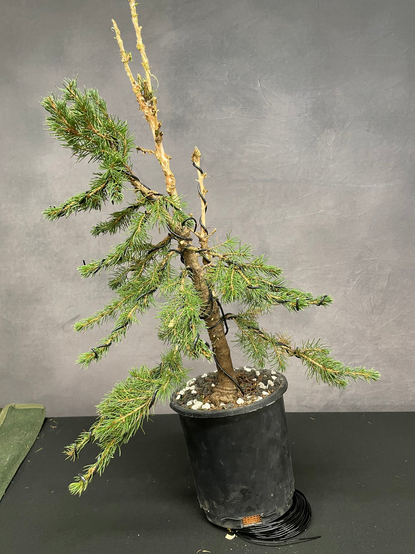 Spruce (Auction 44)