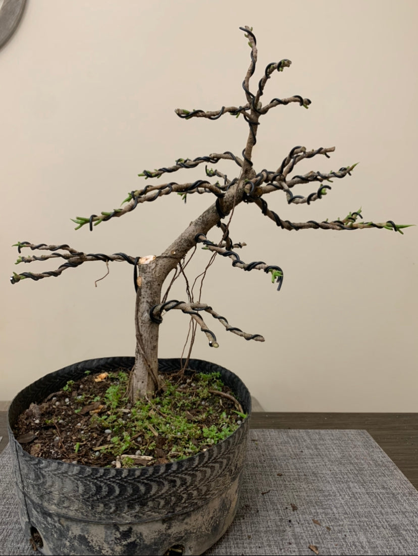 Ficus inclinado (Subasta 24)
