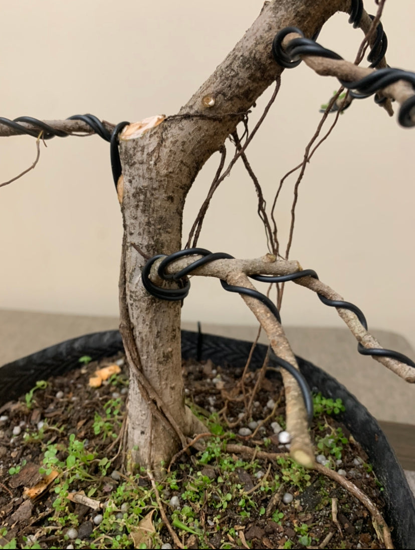 Ficus Slanting (Auction 24)