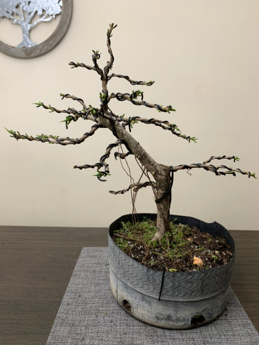 Ficus inclinado (Subasta 24)