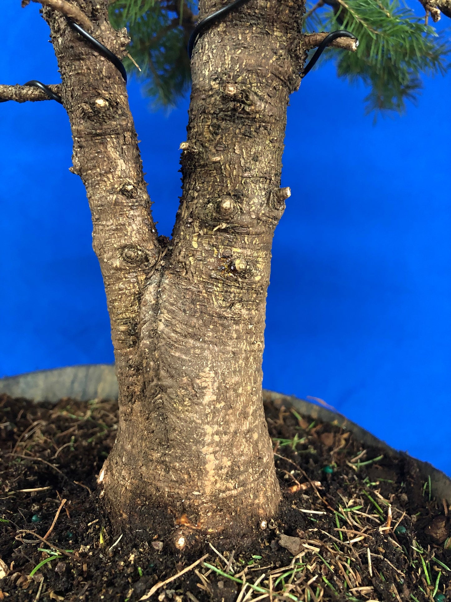 Twin Trunk Alberta Spruce (Auction 33)