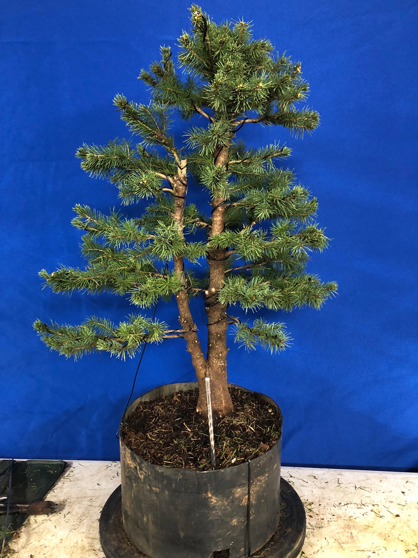 Twin Trunk Alberta Spruce (Auction 33)