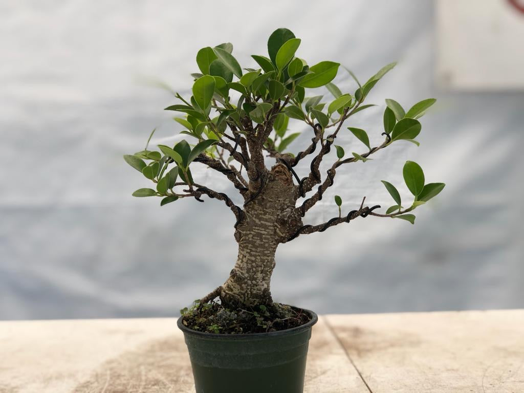 Ficus de corteza de tigre - Shohin (Subasta 2) CERRADO